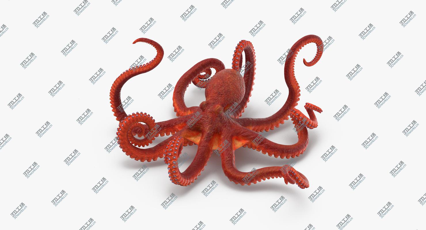 images/goods_img/20210113/Octopus - Rigged/3.jpg